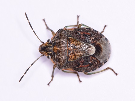 Bonte dennenschild (Holcogaster fibulata)